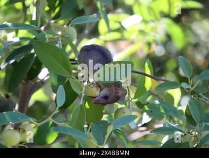 Mignon souris sauvage mange un fruit tout en étant assis sur une branche verte, de près Banque D'Images