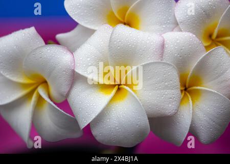 Vue macro abstraite plein cadre d'une inflorescence de fleurs de plumeria blanc brumisé (frangipanier) en pleine floraison, avec fond bleu et rose Banque D'Images