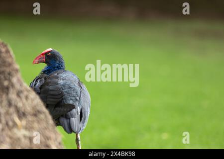 Pukeko caché derrière un arbre à Melbourne, en Australie Banque D'Images