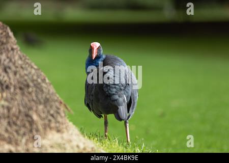 Pukeko dans un parc à Melbourne, Australie Banque D'Images