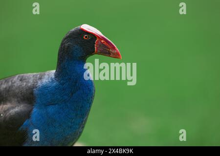 Portrait d'un Pukeko dans le parc Banque D'Images