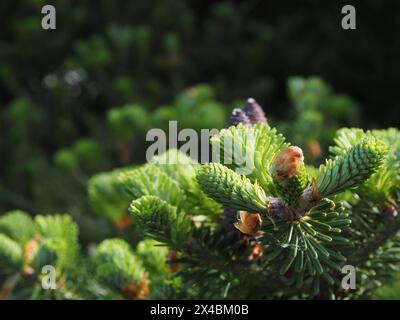 Gros plan sur la croissance d'un sapin, la protection de l'environnement, la DATE D'ENREGISTREMENT DE fond naturel N'EST PAS INDIQUÉE Banque D'Images