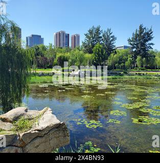 Parc urbain serein avec étang luxuriant, saules pleureurs et horizon de la ville lors d'une journée ensoleillée / Dongying China Banque D'Images