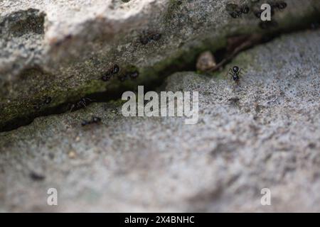 Les petites fourmis vont sur leur chemin, le travail des fourmis dans la falaise Banque D'Images