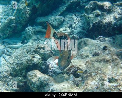Photo sous-marine de halte perroquet (Sparisoma viride) dans la phase initiale, mâle ou femelle, Bonaire, Caraïbes pays-Bas Banque D'Images