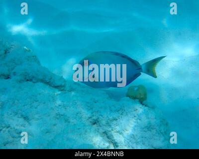 Vue sous-marine chez un poisson Ocean Surgeon (Acanthurus bahianus) dans les divers paradies, Bonaire, Caraïbes pays-Bas Banque D'Images