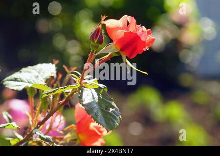 Bourgeons d'une rose rouge vif gros plan sur un fond flou. Banque D'Images