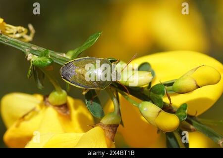 Gros plan sur les fleurs jaunes de Cytisus scoparius (syn. Sarothamnus scoparius), balai commun Banque D'Images