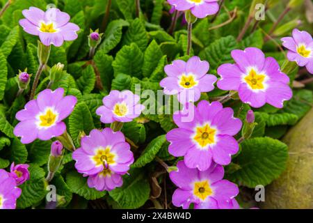 Fleurs printanières. Fleurs d'primevère ou de primula en fleurs dans un jardin. Banque D'Images