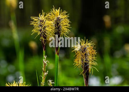 Perce la fleur de la chevelure dans la nature au printemps.Carex pilosa. Famille des Cyperaceae. Banque D'Images