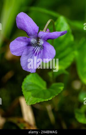 Alto odorata. Parfum-parfumé. Fleur violette forêt floraison au printemps. La première fleur de printemps, violette. Violettes sauvages dans la nature. Banque D'Images