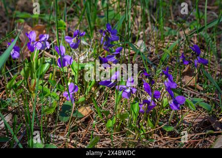 Alto odorata. Parfum-parfumé. Fleur violette forêt floraison au printemps. La première fleur de printemps, violette. Violettes sauvages dans la nature. Banque D'Images