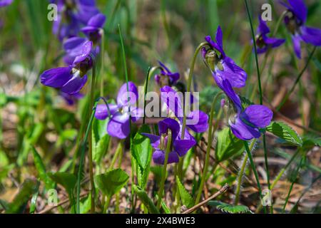 Alto odorata. Parfum-parfumé. Fleur violette forêt floraison au printemps. La première fleur de printemps, violette. Violettes sauvages dans la nature. Banque D'Images