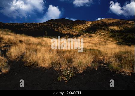 Pentes au sud-ouest du sommet de l'Etna, Sicile, Italie. La mousse, l’herbe et les fleurs sauvages sont les premiers colons des cendres noires et des cendres laissées par les fréquentes éruptions du volcan. Au fil du temps, la nature transforme un terrain inhospitalier en terre fertile. L’autorité du Parco dell’Etna protège les terres au-dessus de 800 m (2 624 pi). Banque D'Images