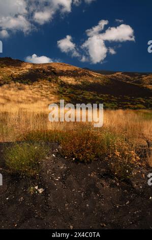 Pentes au sud-ouest du sommet de l’Etna, en Sicile, en Italie, où la mousse, l’herbe et les fleurs sauvages sont les premiers colons des cendres noires et des cendres laissées par les éruptions fréquentes du volcan. Banque D'Images