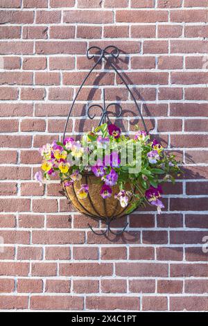 Pays-Bas, Hollande du Nord, Enkhuizen. Panier de fleurs de pensées florissantes sur une maison en brique. Banque D'Images