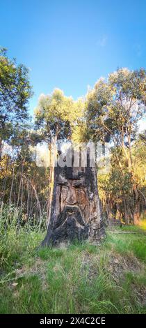 Un tronc d'arbre coupé et brûlé par le feu transformé en art totem, avec un visage indigène mystérieux et sérieux, au milieu de la forêt sur le si Banque D'Images