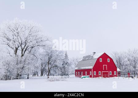 Canada, Manitoba, Grande pointe. Grange rouge avec de la glace de rime sur les arbres. (Usage éditorial uniquement) Banque D'Images