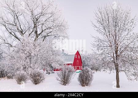 Canada, Manitoba, Grande pointe. Grange rouge avec de la glace de rime sur les arbres. (Usage éditorial uniquement) Banque D'Images