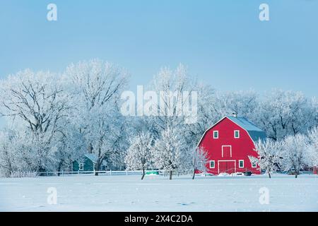 Canada, Manitoba, Grande pointe. Grange rouge avec de la glace de rime sur les arbres. (Usage éditorial uniquement) Banque D'Images