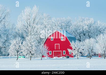 Canada, Manitoba, Grande pointe. Grange rouge avec de la glace de rime sur les arbres. (Usage éditorial uniquement) Banque D'Images