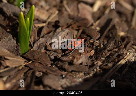 Boxelder Bugs (Boisea trivittata) au sol Banque D'Images