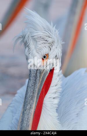 Europe, Grèce, lac Kerkini. Photo de tête d'un pélican dalmatien avec son topknot funky. Banque D'Images