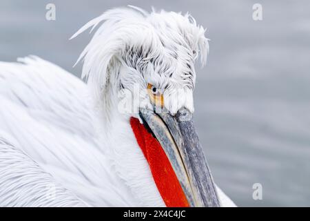 Europe, Grèce, lac Kerkini. Photo de tête d'un pélican dalmatien avec son topknot funky. Banque D'Images