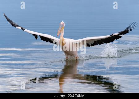 Europe, Grèce, lac Kerkini. Génial alors que le pélican atterrit dans l'eau avec des ailes déployées. Banque D'Images