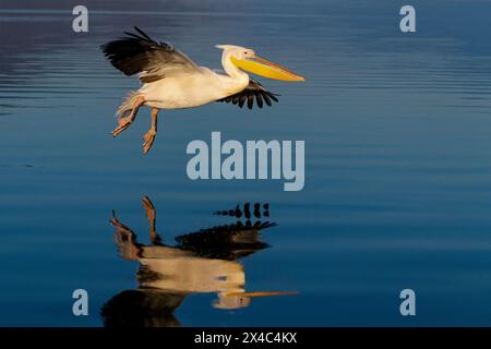 Europe, Grèce, lac Kerkini. Le grand pélican blanc survole les eaux tranquilles du lac Kerkini. Banque D'Images