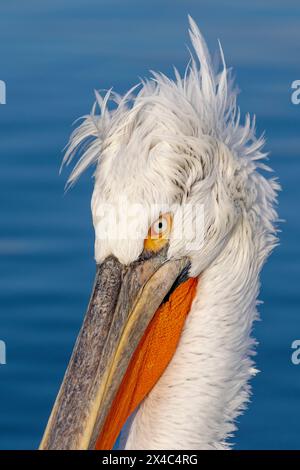 Europe, Grèce, lac Kerkini. Photo de tête d'un pélican dalmatien avec son topknot funky. Banque D'Images