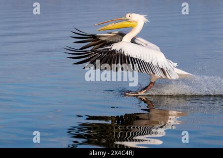 Europe, Grèce, lac Kerkini. Le grand pélican blanc atterrit en utilisant ses pieds comme skis. Banque D'Images