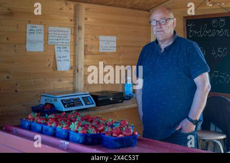 Start der Erdbeersaison Erdbeerernte fuer den Hofladen Beckers AM 02.05.24 à Raderbroich. Die frisch gepflueckten Erdbeeren werden auch im eigenen Verkaufsstand angeboten. Foto : Kirchner-Media/TH Raderbroich Nordrhein-Westfalen Deutschland *** début de la saison des fraises récolte des fraises pour la ferme Beckers le 02 05 24 à Raderbroich les fraises fraîchement cueillies sont également en vente dans les magasins photo Kirchner Media TH Raderbroich Rhénanie du Nord-Westphalie Allemagne Copyright : xKirchner-Media/THX Banque D'Images