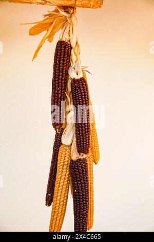 Italie. Maïs séché sur l'épi en deux couleurs Banque D'Images