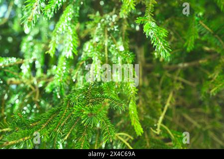 mise au point sélective de l'arbre de feuille de pin avec effet lumineux et goutte d'eau pour le fond et inspiraiton Banque D'Images