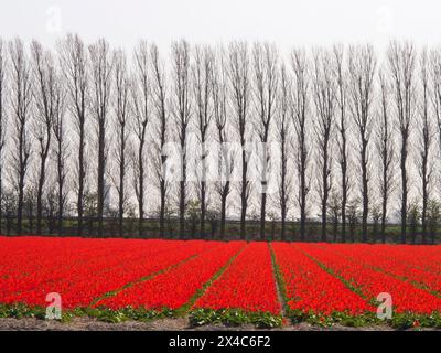 Hollande, pays-Bas, Noord Holland. Rangées de tulipes rouges colorées vives avec une bordure d'arbres en arrière-plan. Banque D'Images