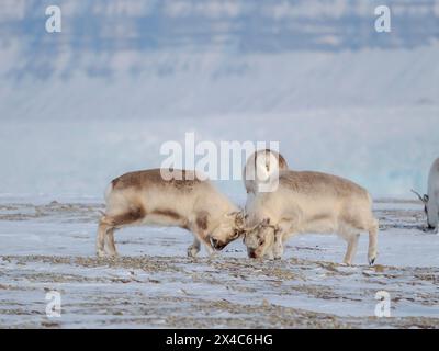 Deux vaches se battent. Rennes du Svalbard dans le parc national de Sassen-Bunsow-Land, une sous-espèce endémique de rennes, qui vit uniquement dans le Svalbard et n'a jamais été domestiquée. Régions polaires, hiver arctique. Banque D'Images