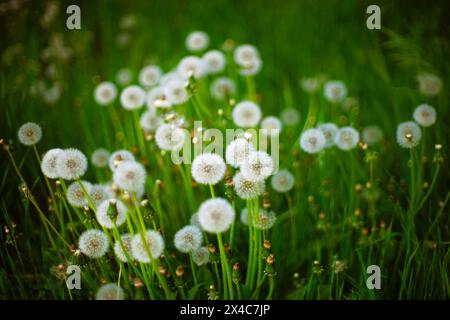 Les fleurs de pissenlit moelleux poussent dans l'herbe verte. Banque D'Images