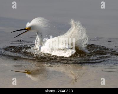 Egret enneigée, Egretta Thula, Floride, États-Unis Banque D'Images