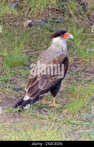 Chili, Parc National de Torres del Paine. Gros plan d'oiseau caracara à crête. Banque D'Images