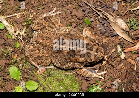 Un beau crapaud guttural adulte (Amietophrynus gutturalis) Banque D'Images