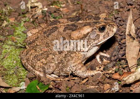 Un beau crapaud guttural adulte (Amietophrynus gutturalis) Banque D'Images