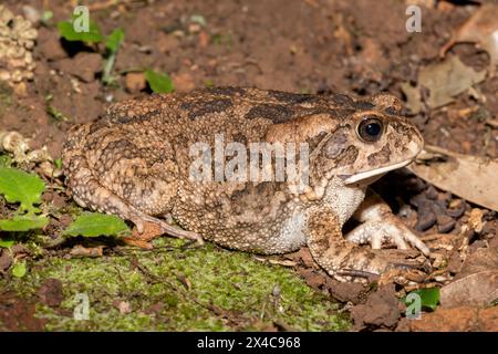 Un beau crapaud guttural adulte (Amietophrynus gutturalis) Banque D'Images