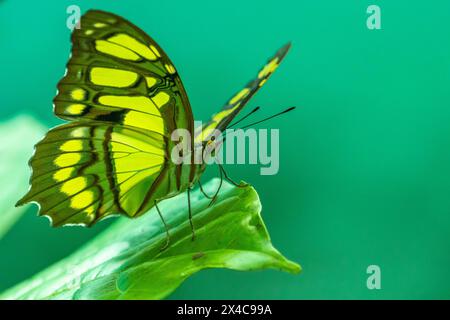 Costa Rica, Vallée de Tuis. Papillon malachite sur feuille. Banque D'Images