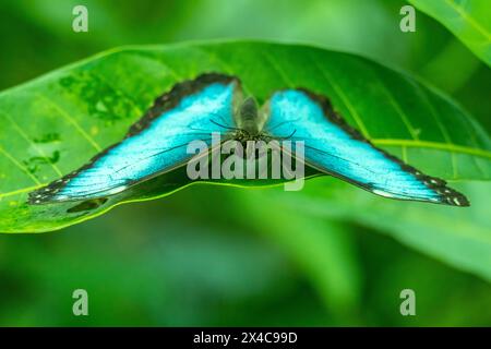 Costa Rica, Vallée de Tuis. Gros plan de papillon morpho bleu. Banque D'Images