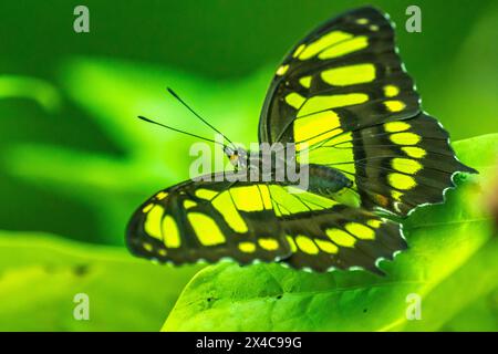 Costa Rica, Vallée de Tuis. Papillon malachite sur feuille. Banque D'Images