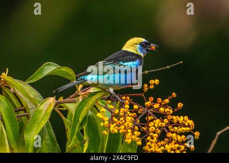 Costa Rica, Station de recherche biologique de la Selva. Oiseau tanager à capuche dorée mangeant des baies. Banque D'Images