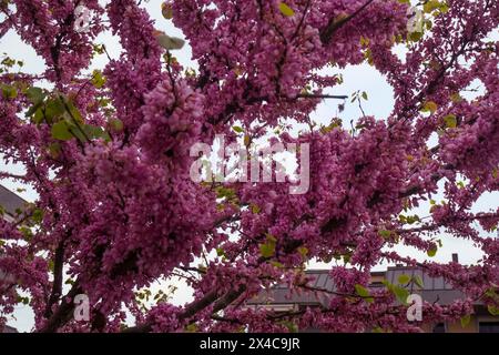 fleurs lilas roses et blanches en gros plan. Cercis chinensis, le rougeoyen chinois fleurit sur les branches. Fond floral de printemps Banque D'Images