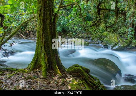 Costa Rica, Cordillera de Talamanca. Rapides de la rivière Savegre. Banque D'Images