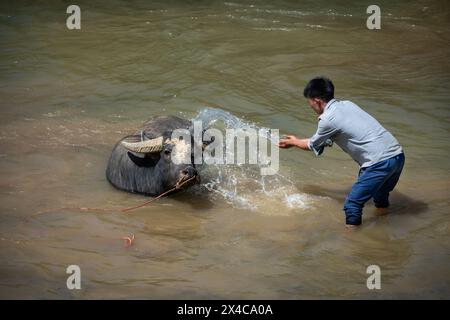 Homme lavant le buffle d'eau dans la rivière à bac Ha, province de Lao Cai, Vietnam Banque D'Images